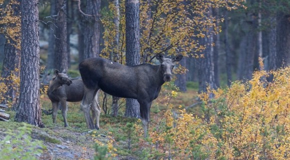 En elgku med kalv i høstskog.