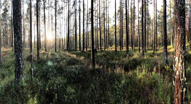 En furuskog i Telemark