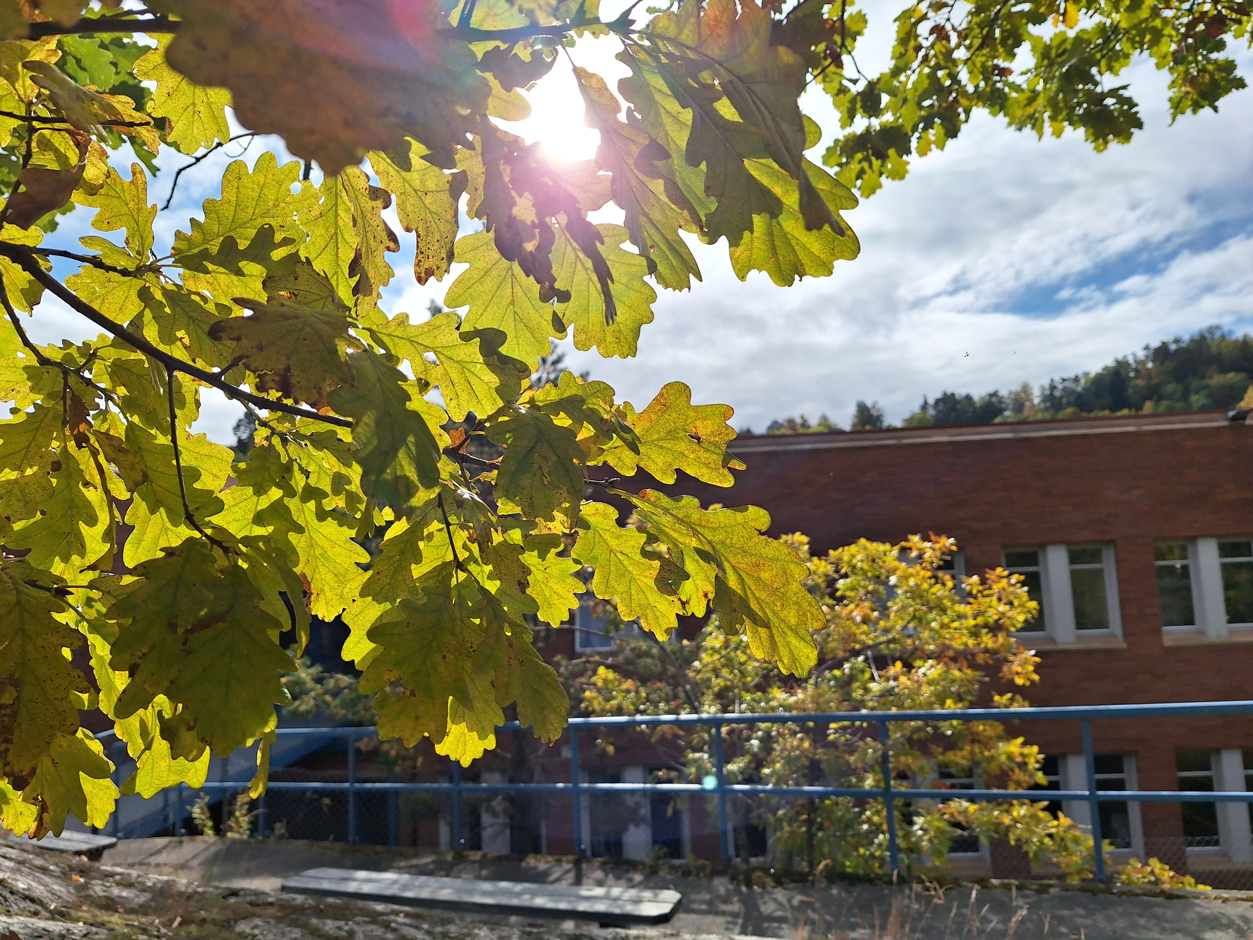 Skolebygget bak blader i sola