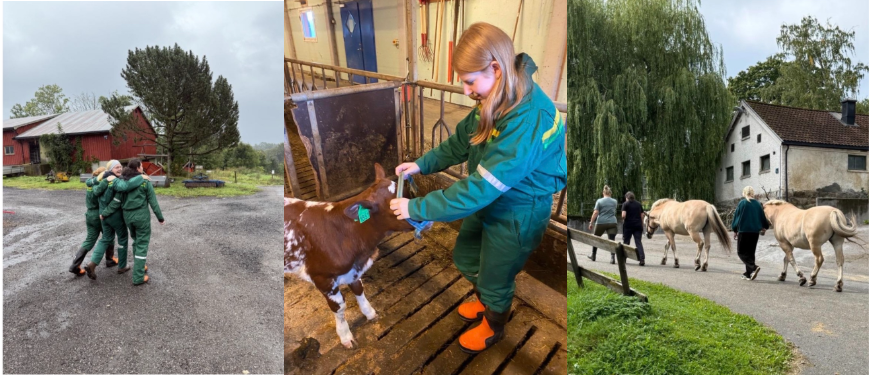 bilder av elever sammen med dyra på gården